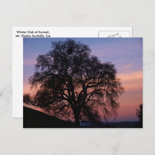 ウィンターオークアットサンセット ポストカード (正面/裏面)