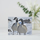 ウィンターカナダグース自然撮影ハンター ポストカード (スタンド正面)