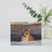 ウィンタークーガー ポストカード (スタンド正面)