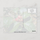 ウィンターグリーン(Gaultheria Procumbens)花 ポストカード (裏面)