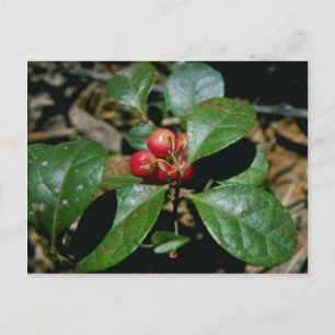 ウィンターグリーン(Gaultheria Procumbens)花 ポストカード