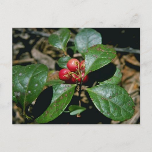 ウィンターグリーン(Gaultheria Procumbens)花 ポストカード (正面)
