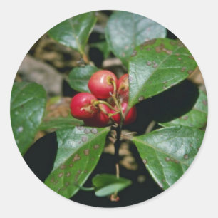 ウィンターグリーン(Gaultheria Procumbens)花 ラウンドシール