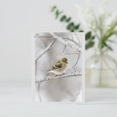 ウィンターゴールドフィンチ ポストカード (スタンド正面)