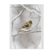 ウィンターゴールドフィンチ