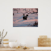 ウィンターサンセット子猫インコーンフィールド ポスター (キッチン)