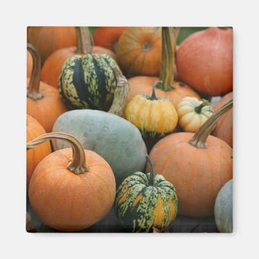 ウィンタースカッシュマグネット マグネット (正面)