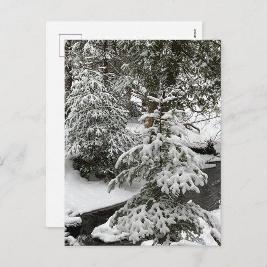 ウィンタースノーキャビンフィーバークリークフォレストアウトドアハイキング シーズンポストカード (正面/裏面)