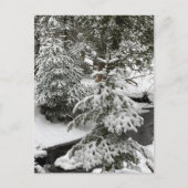 ウィンタースノーキャビンフィーバークリークフォレストアウトドアハイキング シーズンポストカード (正面)