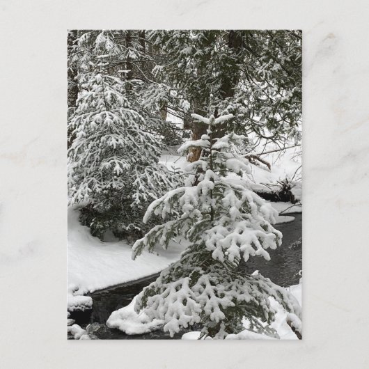 ウィンタースノーキャビンフィーバークリークフォレストアウトドアハイキング シーズンポストカード (正面)