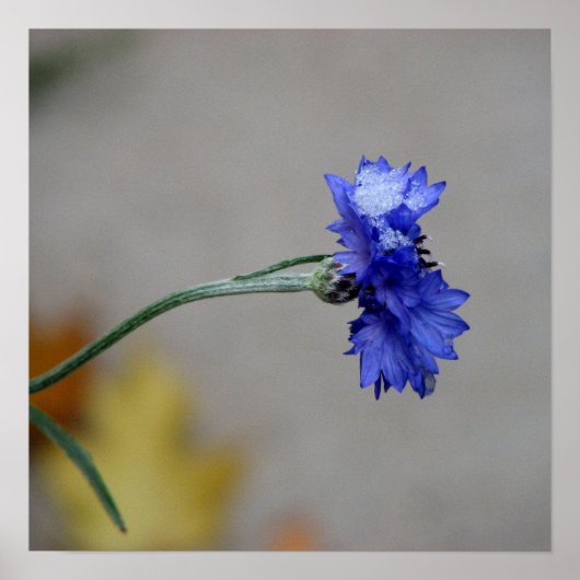 ウィンターズチル ポスター (正面)