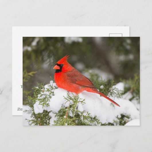ウィンタータイムのジュニパー・ツリーの北部(鳥)ショウジョウコウカンチョウ シーズンポストカード (正面/裏面)