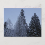 ウィンターツリーズアットドーンモンタナランドスケープ ポストカード (正面)