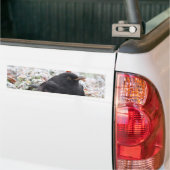 ウィンターブラックバードバンパーステッカー バンパーステッカー (トラック上)