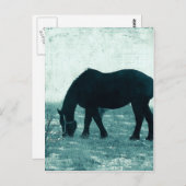 ウィンタープル血統 ポストカード (正面/裏面)