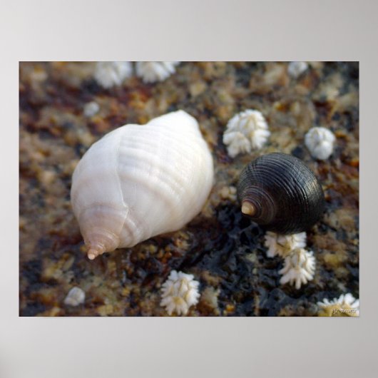 ウィンターヘブンシーズネイル ポスター (正面)