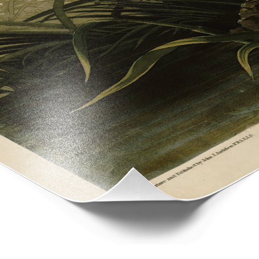 ウィンターホーク、ジョン・ジェームス・オードボンのアメリカの鳥 フォトプリント (角)