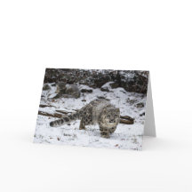 ウィンターユキヒョウかわいい子