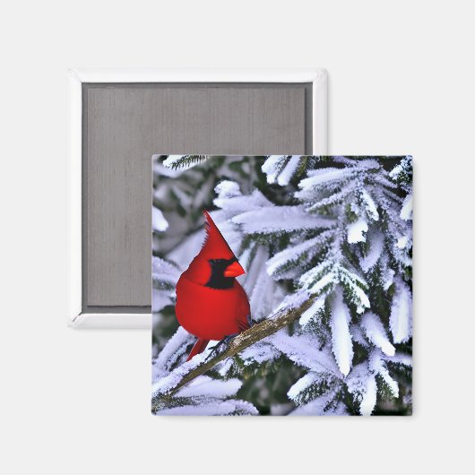 ウィンターレッド(鳥)ショウジョウコウカンチョウ マグネット (正面/裏面)