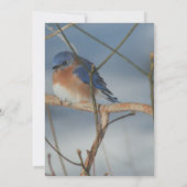 ウィンター ブルーバード ネイチャーパーティー 招待状 (裏面)