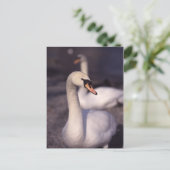 ウィンダミア湖で白鳥 ポストカード (スタンド正面)