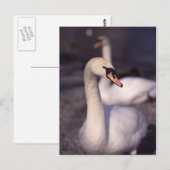 ウィンダミア湖で白鳥 ポストカード (正面/裏面)