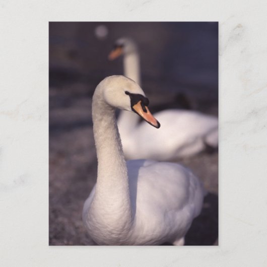 ウィンダミア湖で白鳥 ポストカード (正面)