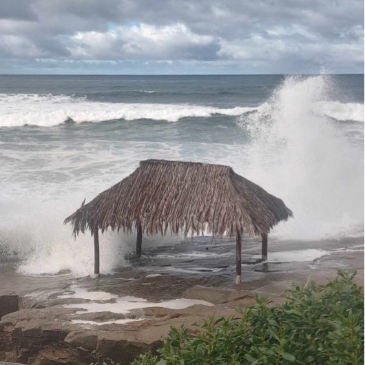 ウィンダンシー Tシャツ