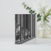 ウィンドウでネコ ポストカード (スタンド正面)