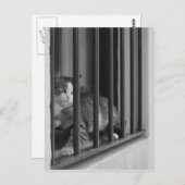 ウィンドウでネコ ポストカード (正面/裏面)