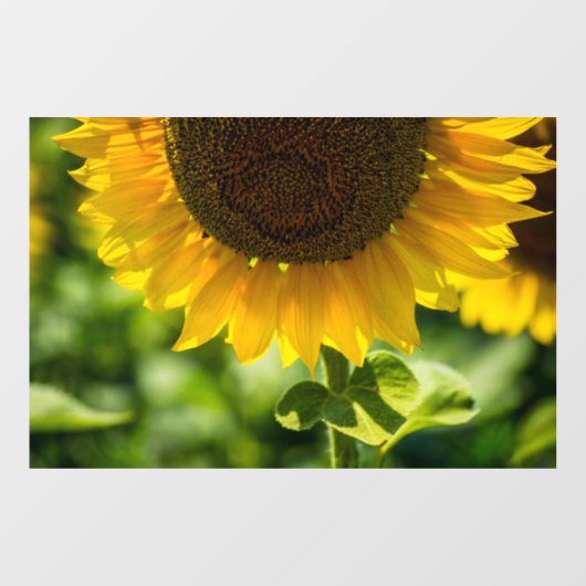 ウィンドウクリング - ヒマワリの花の写真 ウィンドウサイン (シート)