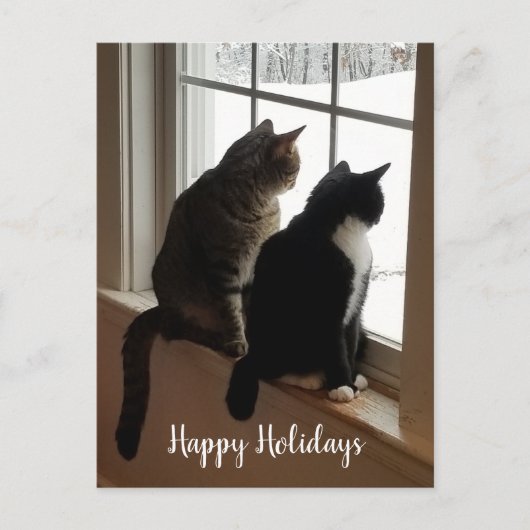 ウィンドウ内の猫 ポストカード (正面)