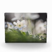 ウィンドフラワー自然写真 フォトブロック (正面)