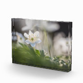 ウィンドフラワー自然写真 フォトブロック (右)