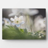 ウィンドフラワー自然写真 フォトプラーク (正面)