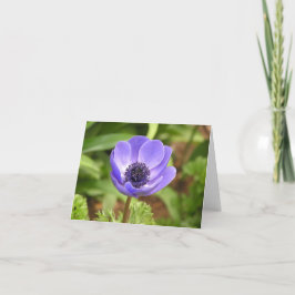 ウィンドフラワー(Anemone coronaria)カード シーズンカード