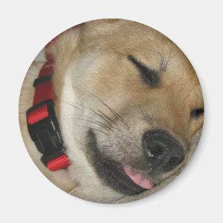 ウィークエンドデクスターベマグネット マグネット