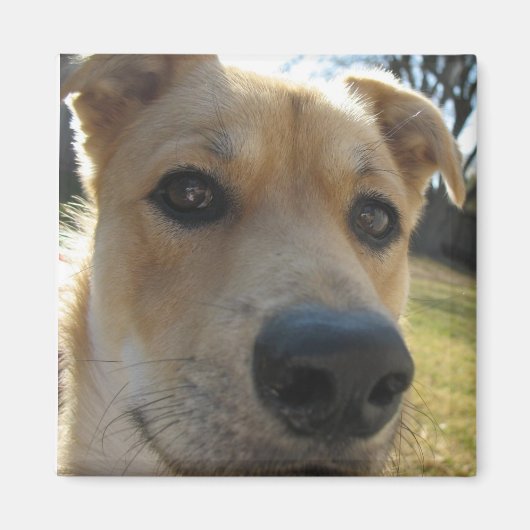 ウィークエンドデクスター磁石 マグネット (正面)