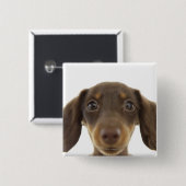 ウィーナードッグ（茶色） 2 缶バッジ (正面&裏面)