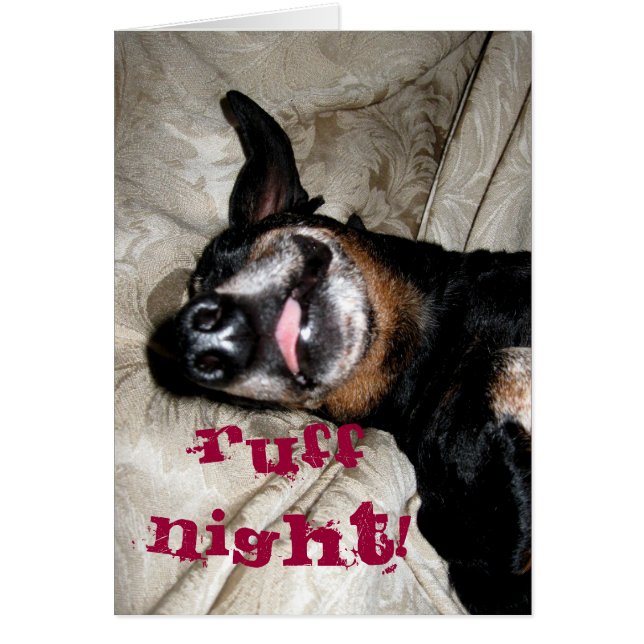 ウィーナー犬 (正面)