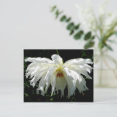ウィーピングホワイトダリア ポストカード (スタンド正面)