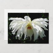ウィーピングホワイトダリア ポストカード (正面/裏面)