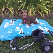 ウィーリードキシーズ用ダックスシュントIVDD車椅子 フリースブランケット