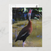 ウイスリングアヒル ポストカード (正面/裏面)