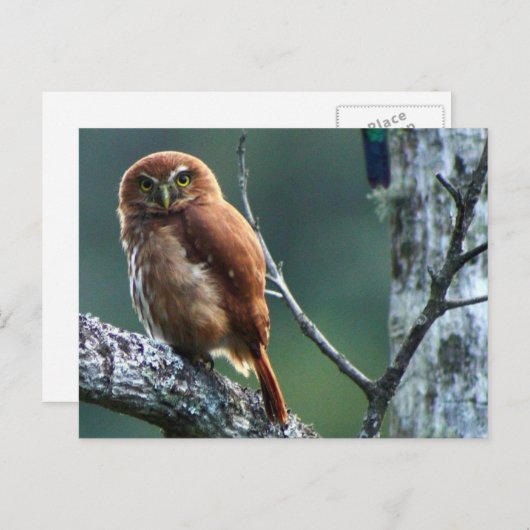 ウイル ポストカード (正面/裏面)