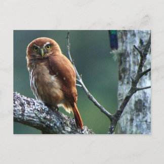 ウイル ポストカード