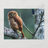 ウイル ポストカード (正面)