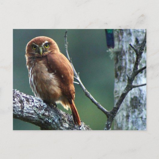 ウイル ポストカード (正面)