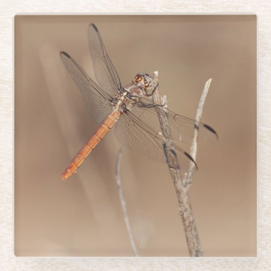 ウイング・オブ・金ゴールド・トンボ ガラスコースター (正面)