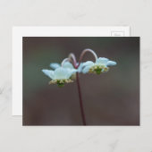 ウインターグリーンストライプのピッシスワ野花はがき ポストカード (正面/裏面)